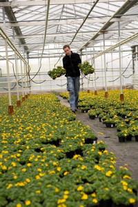 Greenhouse_Growers